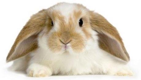 Las Orejas Del Conejo