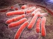 Reprograman Células Madres para Tratar Tuberculosis