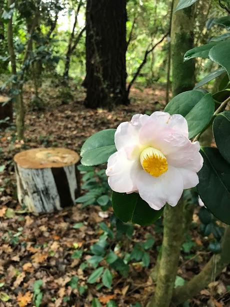 ¡Comienza la temporada de camelias! The camellia season begins!