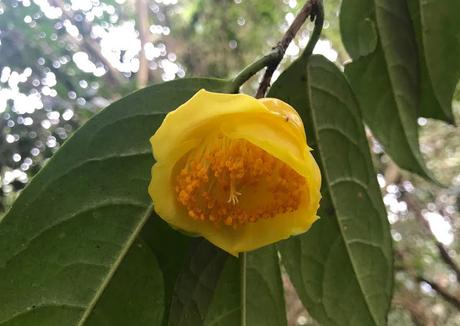 ¡Comienza la temporada de camelias! The camellia season begins!