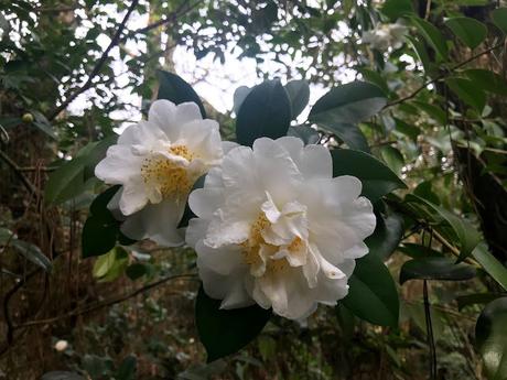 ¡Comienza la temporada de camelias! The camellia season begins!