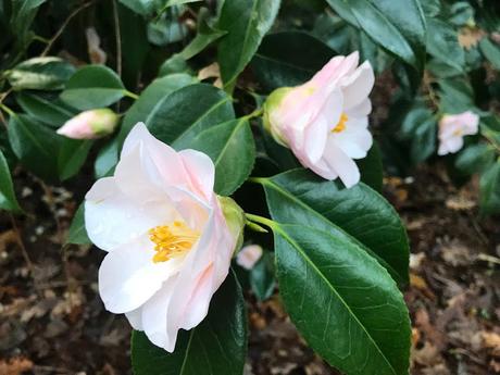 ¡Comienza la temporada de camelias! The camellia season begins!