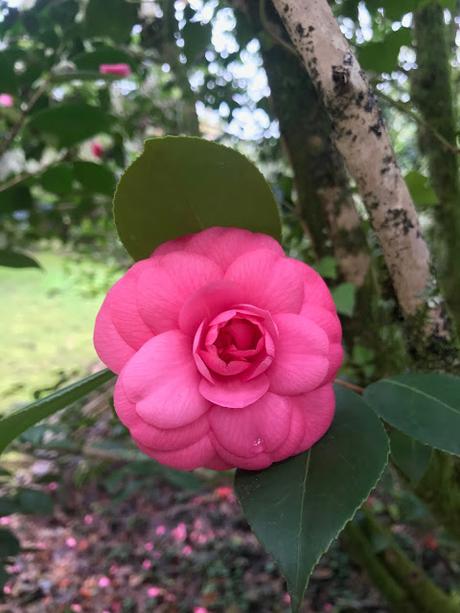 ¡Comienza la temporada de camelias! The camellia season begins!