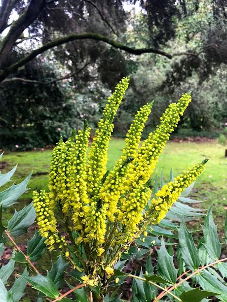 ¡Comienza la temporada de camelias! The camellia season begins!