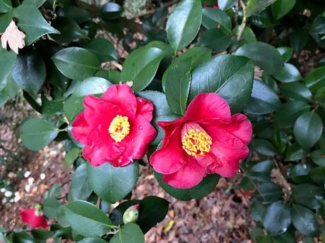 ¡Comienza la temporada de camelias! The camellia season begins!