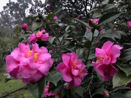 ¡Comienza la temporada de camelias! The camellia season begins!