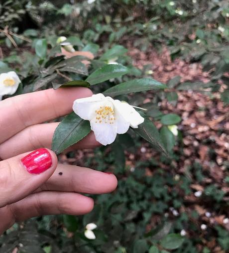 ¡Comienza la temporada de camelias! The camellia season begins!