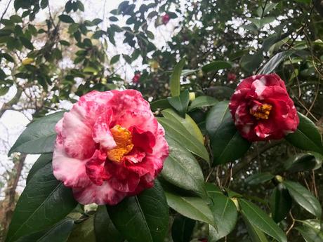 ¡Comienza la temporada de camelias! The camellia season begins!