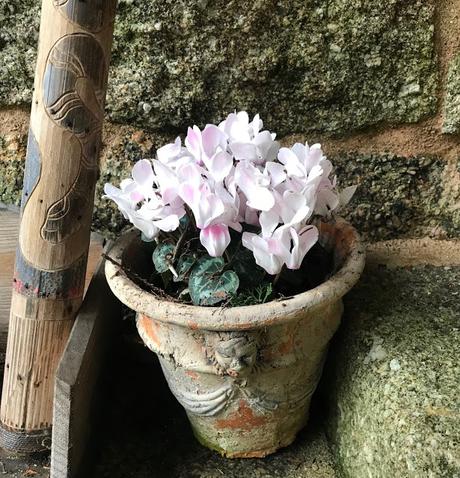 ¡Comienza la temporada de camelias! The camellia season begins!