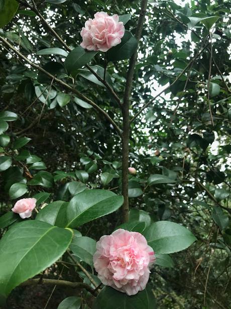 ¡Comienza la temporada de camelias! The camellia season begins!