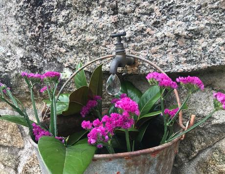 ¡Comienza la temporada de camelias! The camellia season begins!