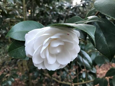 ¡Comienza la temporada de camelias! The camellia season begins!