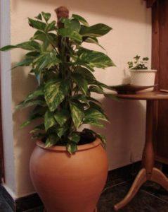 Plantas que purifican el ambiente interior de los hogares