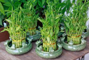 Plantas que purifican el ambiente interior de los hogares