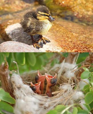 Top 10: Lo mejor del 2017