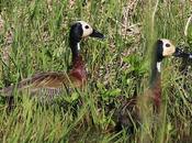 Unos pampas