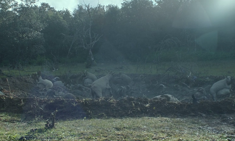 La región salvaje - 2016