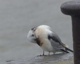 Gaviota petroleada