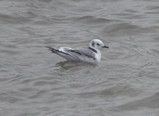 Gaviota petroleada