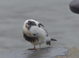 Gaviota petroleada