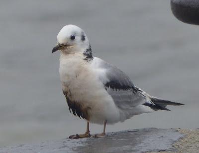 Gaviota petroleada