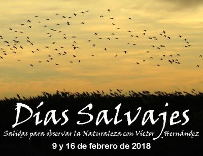 DÍAS SALVAJES: Nuevas salidas para observar fauna y Naturaleza