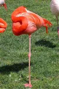 Flamencos en una pata