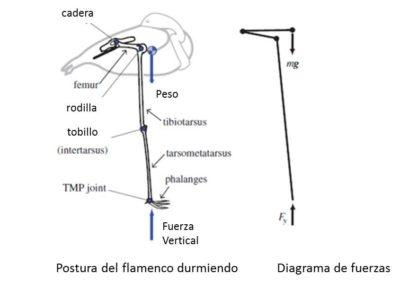 Flamencos en una pata Flamencos en una pata