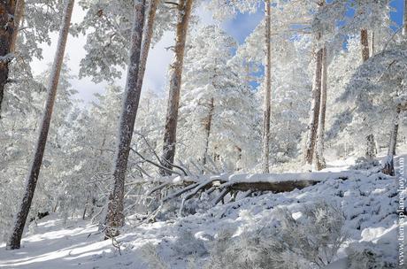 Ruta raquetas nieve planes Madrid naturaleza Cotos Valdesquí