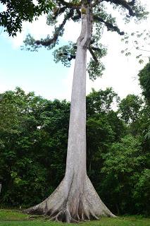 Tikal eterno Tikal eterno