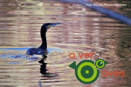 Camino del río desde las puertas del cole