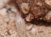 Charla sobre "Troglofauna"