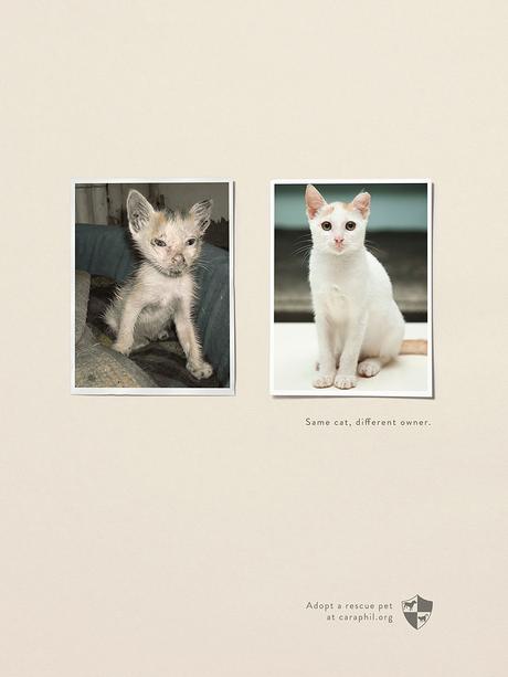 Las 10 campañas medioambientales mas efectivas del mundo Las 10 campañas medioambientales mas efectivas del mundo