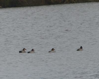 Porrones en La Granda