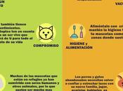 compres adopta.