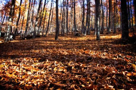 Castañar del Tiemblo en Otoño Ávila, Valle de Iruelas