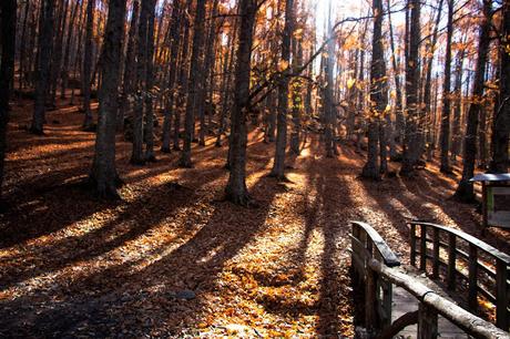 Castañar del Tiemblo en Otoño Ávila, Valle de Iruelas