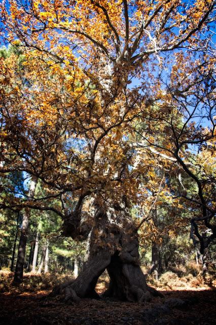 Castañar del Tiemblo en Otoño Ávila, Valle de Iruelas