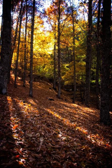 Castañar del Tiemblo en Otoño Ávila, Valle de Iruelas