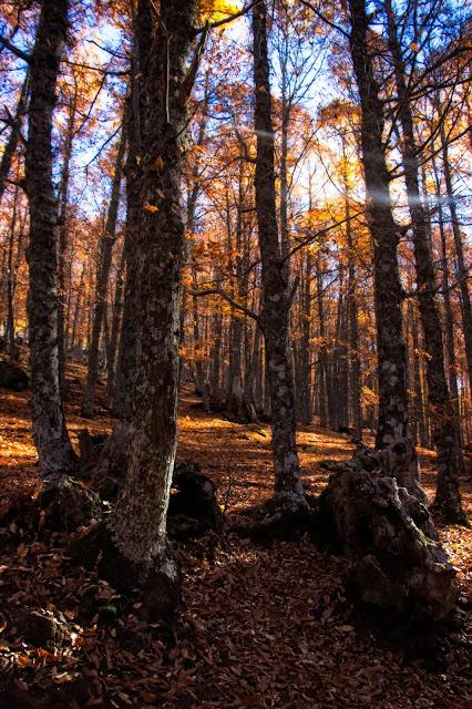 Castañar del Tiemblo en Otoño Ávila, Valle de Iruelas
