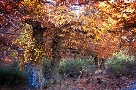 Castañar del Tiemblo en Otoño Ávila, Valle de Iruelas
