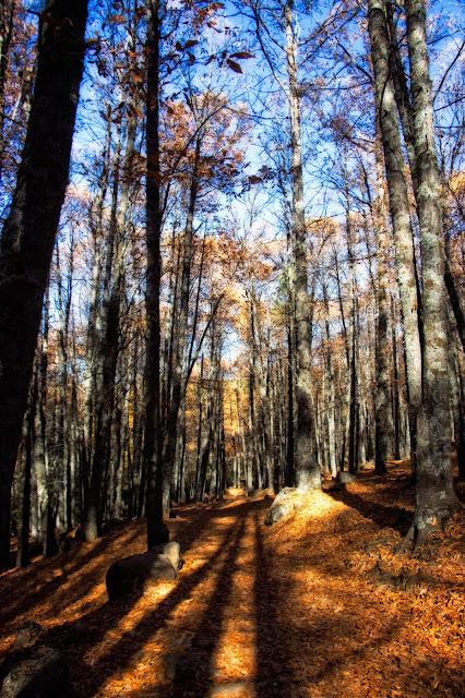 Castañar del Tiemblo en Otoño Ávila, Valle de Iruelas