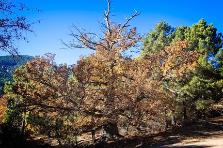 Castañar del Tiemblo en Otoño Ávila, Valle de Iruelas