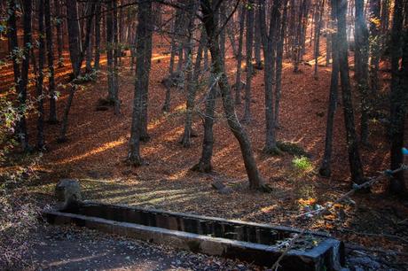 Castañar del Tiemblo en Otoño Ávila, Valle de Iruelas