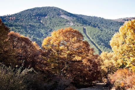 Castañar del Tiemblo en Otoño Ávila, Valle de Iruelas