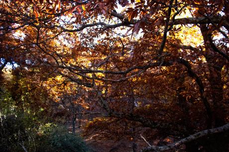 Castañar del Tiemblo en Otoño Ávila, Valle de Iruelas