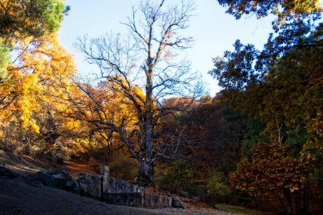 Castañar del Tiemblo en Otoño Ávila, Valle de Iruelas