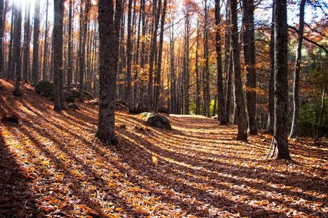 Castañar del Tiemblo en Otoño Ávila, Valle de Iruelas
