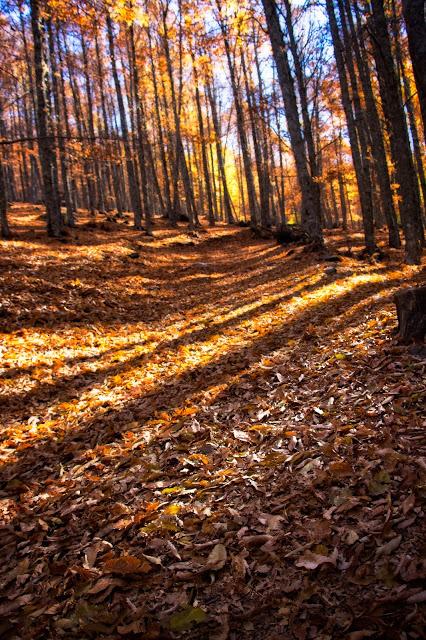 Castañar del Tiemblo en Otoño Ávila, Valle de Iruelas