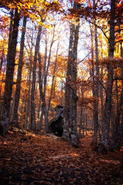 Castañar del Tiemblo en Otoño Ávila, Valle de Iruelas